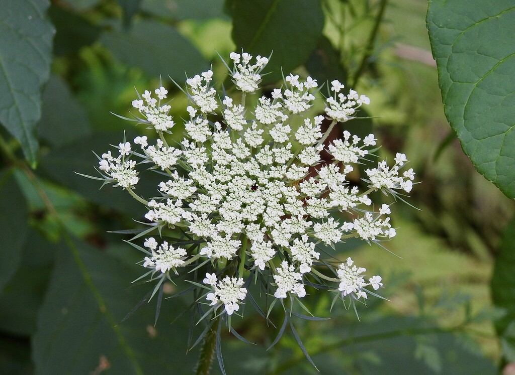 Queen Anne's Lace by sunnygreenwood