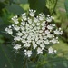 Queen Anne's Lace by sunnygreenwood