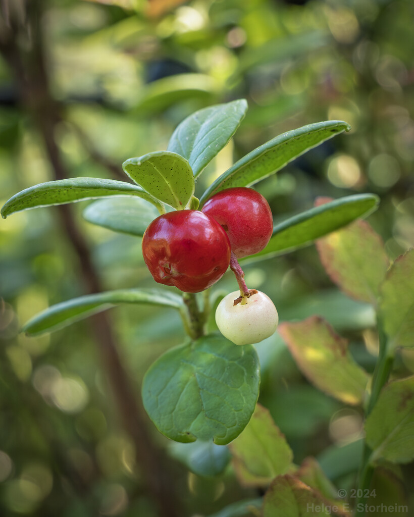 Berries by helstor365