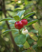 2nd Aug 2024 - Berries