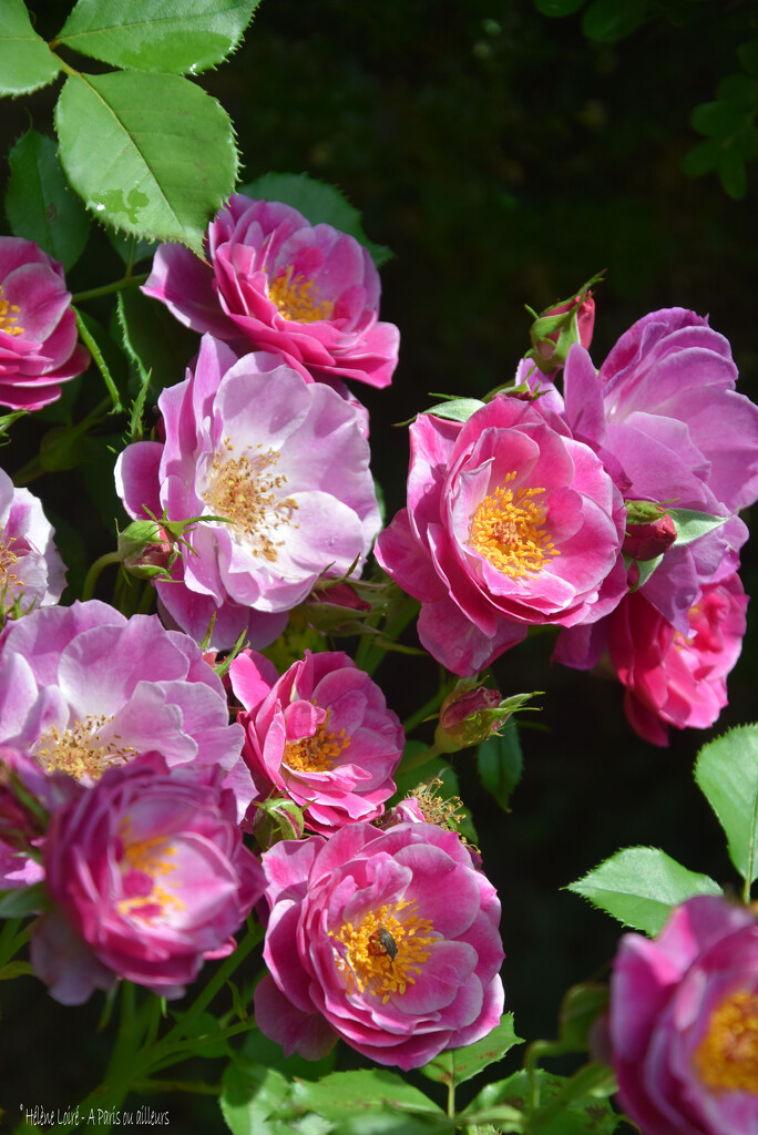 Many roses  by parisouailleurs