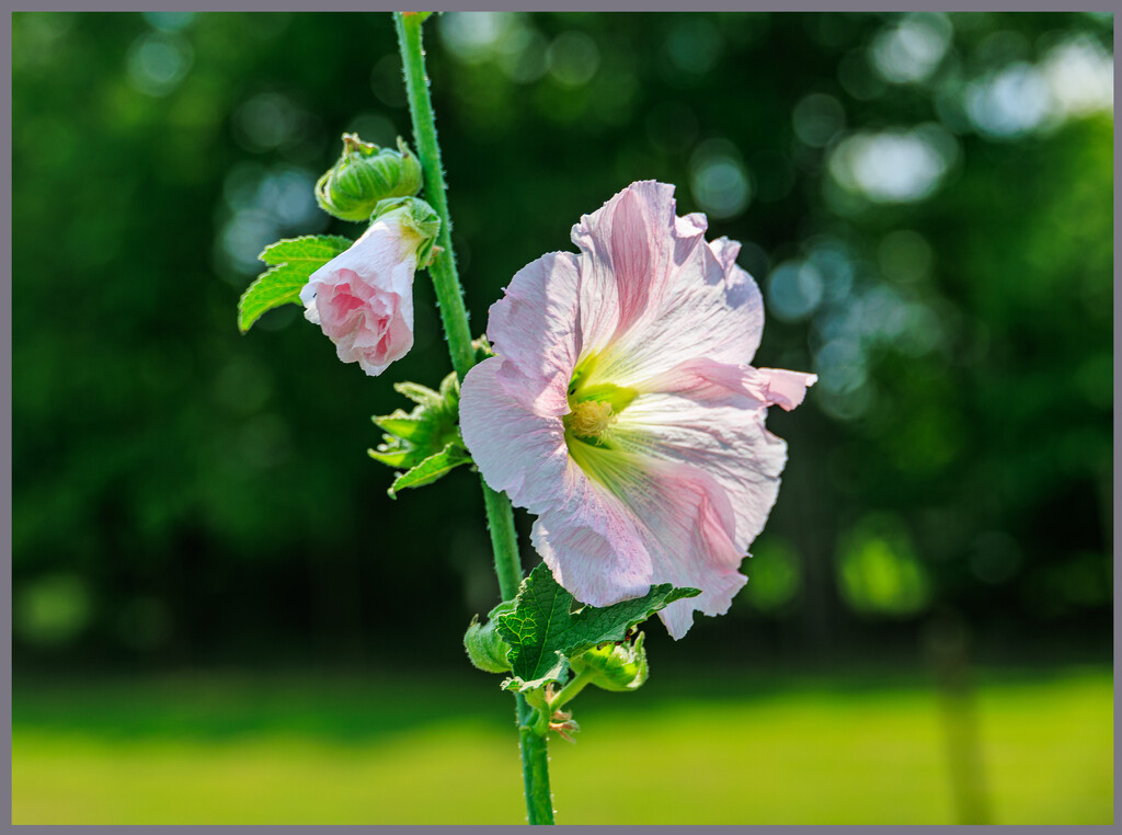 Flower and Bokeh by hjbenson