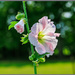 Flower and Bokeh