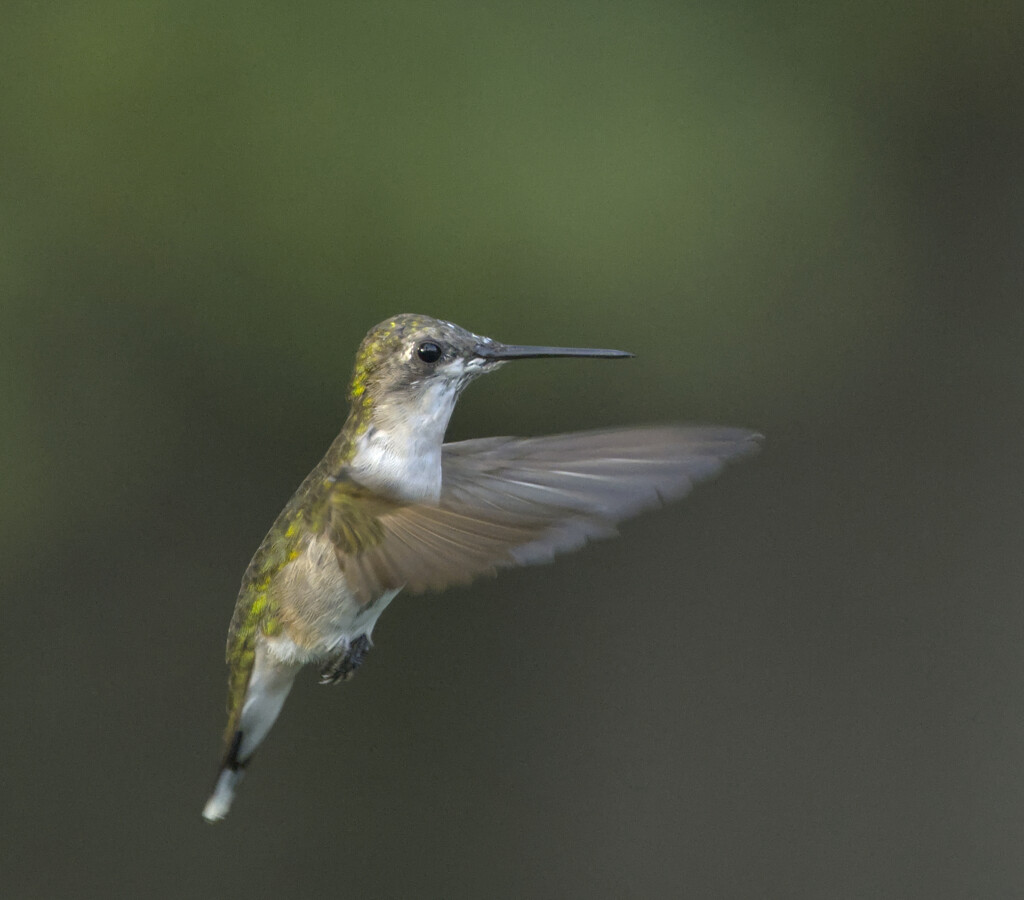 Ruby-throated Hummingbird by peachfront