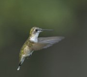 2nd Aug 2024 - Ruby-throated Hummingbird