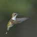 Ruby-throated Hummingbird by peachfront