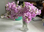 2nd Aug 2024 - Sweet Peas