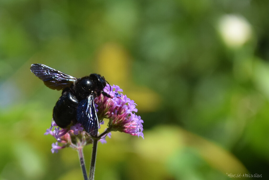 violet carpenter bee by parisouailleurs