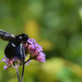 violet carpenter bee by parisouailleurs