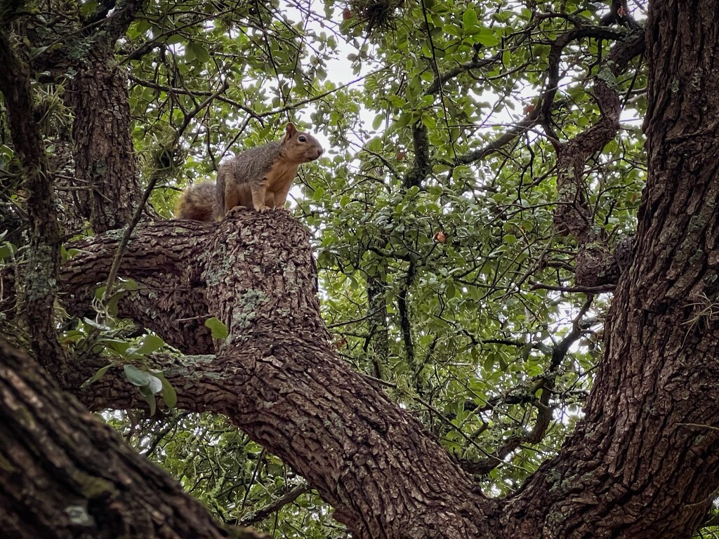 The Squirrel  by dkellogg