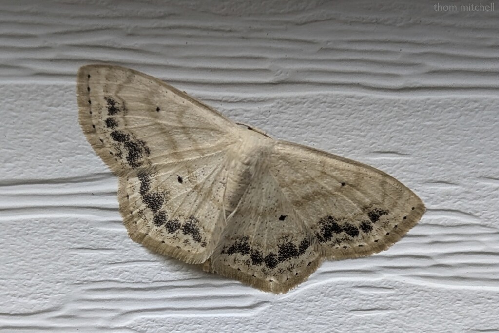 Probably a new-to-me moth by rhoing