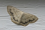 28th Jul 2024 - Probably a new-to-me moth