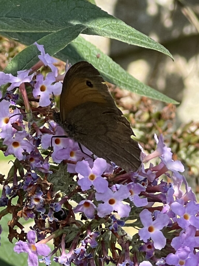 Meadow Brown by mattjcuk