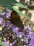 2nd Aug 2024 - Meadow Brown