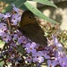 Meadow Brown by mattjcuk