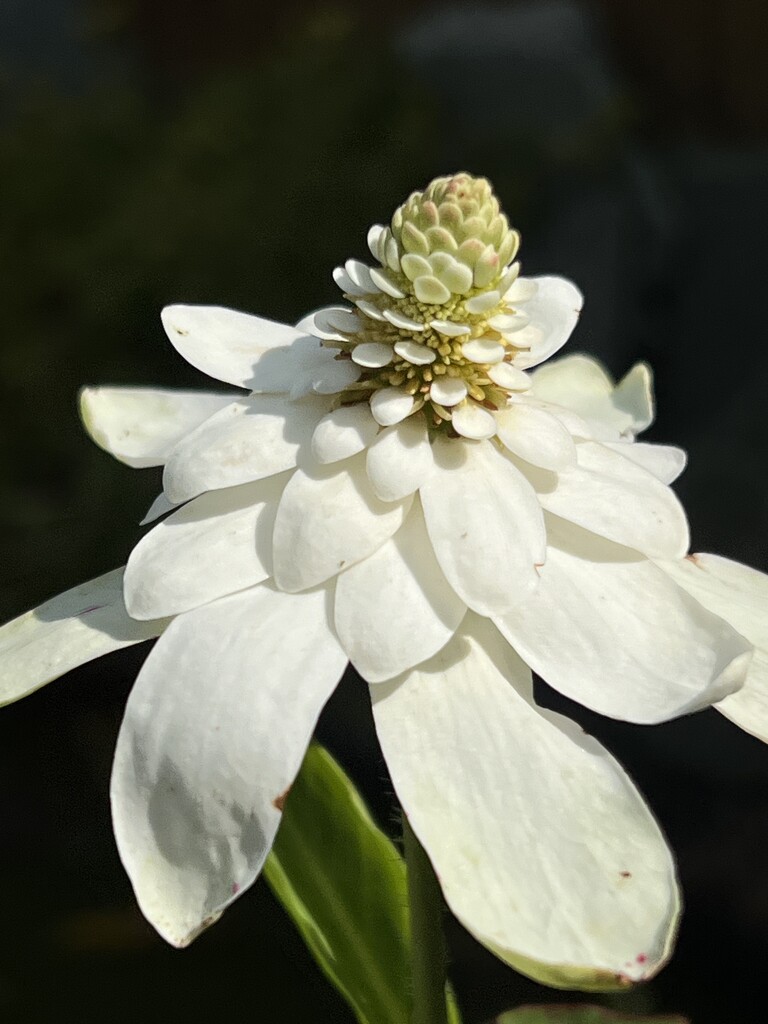 Anemopsis Californicum (Apache Beads) by tinley23