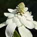 Anemopsis Californicum (Apache Beads) by tinley23