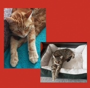 1st Aug 2024 - Ginger Hunter and Tabby Holly.