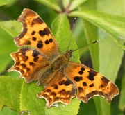 2nd Aug 2024 - Comma Butterfly