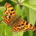 Comma Butterfly by fishers