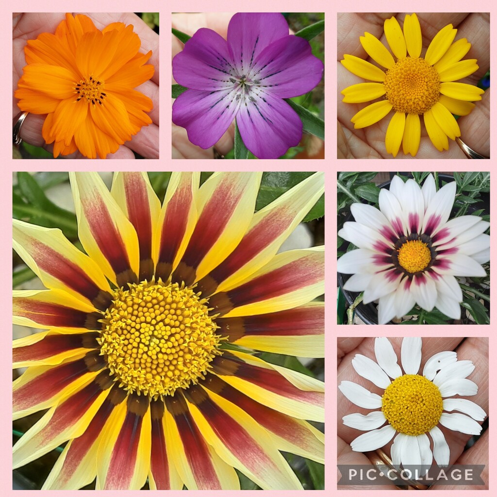 Garden flower collage, by grace55