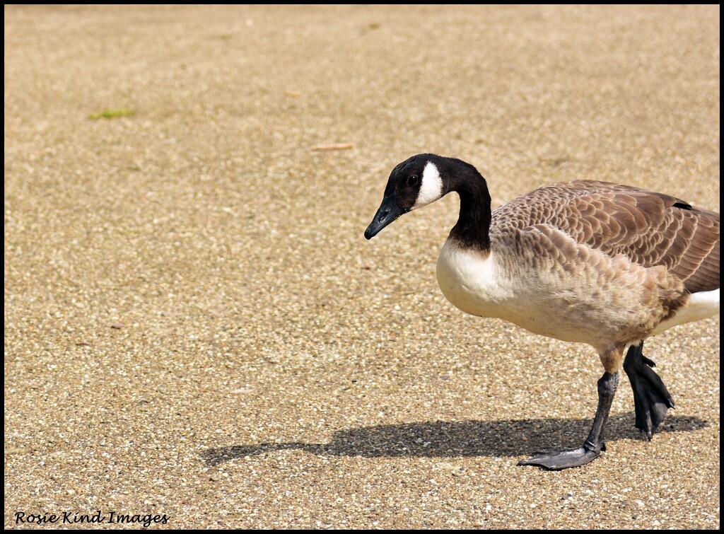 Best foot forward by rosiekind