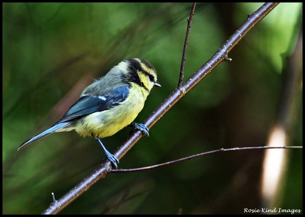 Little blue tit by rosiekind