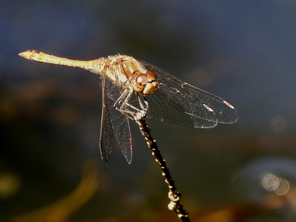 Yellow Winged Darter by 30pics4jackiesdiamond