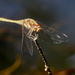 Yellow Winged Darter by 30pics4jackiesdiamond