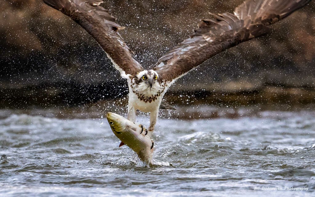 Osprey! by photographycrazy