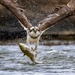 Osprey! by photographycrazy