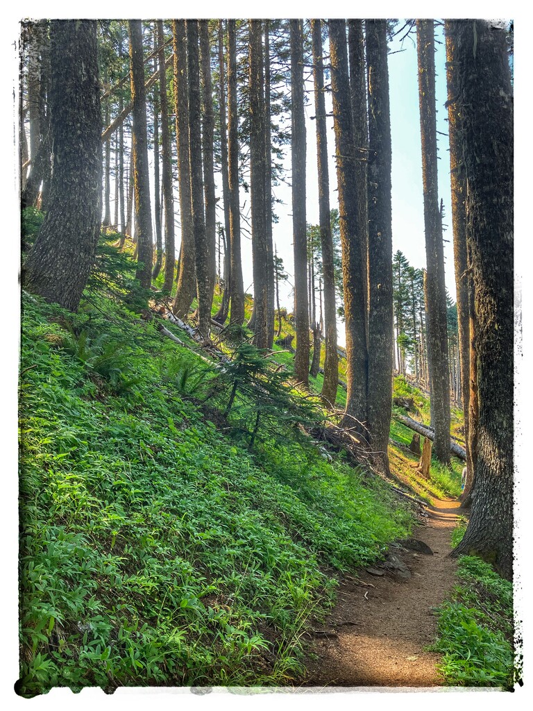 Looking up from the trail by joysabin