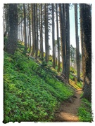 1st Aug 2024 - Looking up from the trail