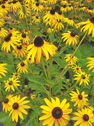 1st Aug 2024 - Black-eyed Susans