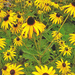 Black-eyed Susans by skipt07