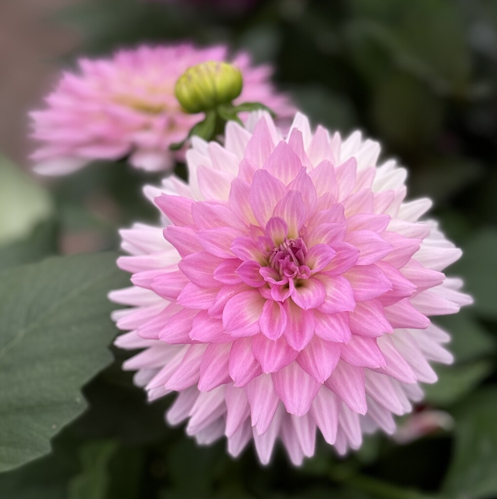 Pink Dahlia  by jeremyccc