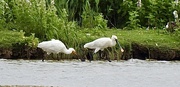 18th Jul 2024 - Spoonbill