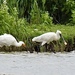 Spoonbill by susiemc