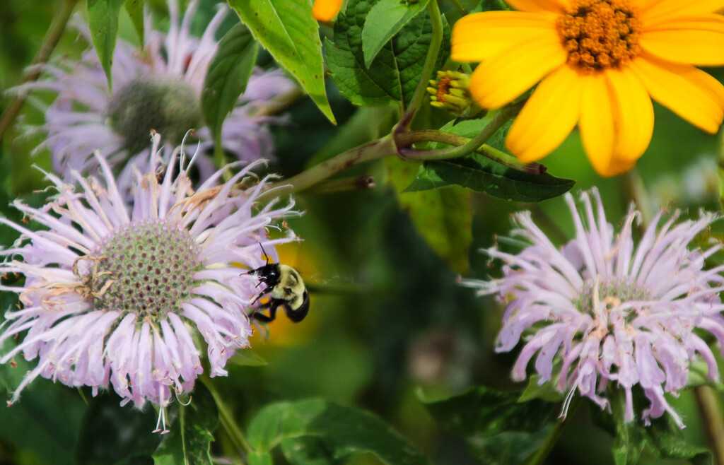 Some flowers and a bee by mittens