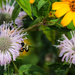 Some flowers and a bee by mittens