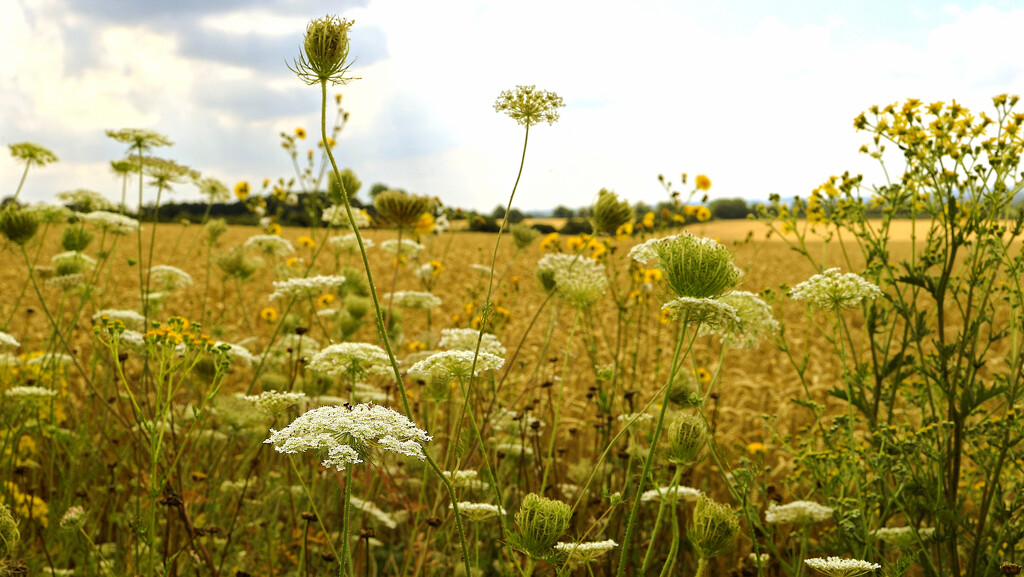 Wild flowers. by neil_ge