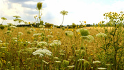 2nd Aug 2024 - Wild flowers.