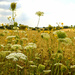 Wild flowers. by neil_ge