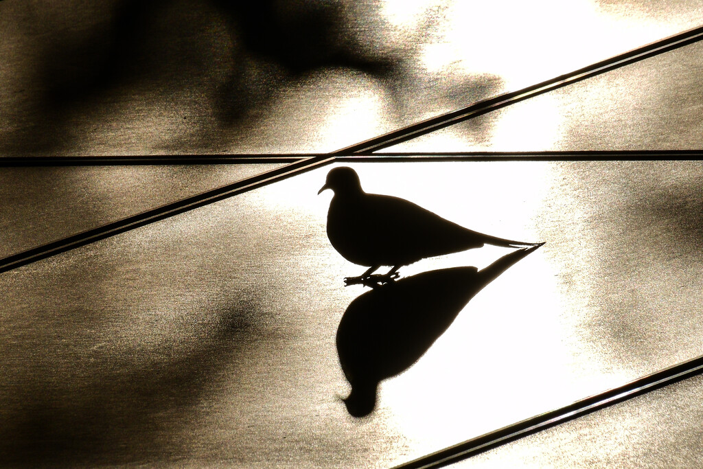 Mourning Dove Silhouette by kareenking