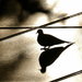 Mourning Dove Silhouette by kareenking