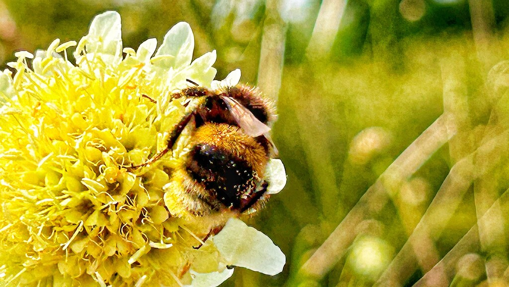 Busy Bee’s Bum by carole_sandford