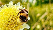 2nd Aug 2024 - Busy Bee’s Bum