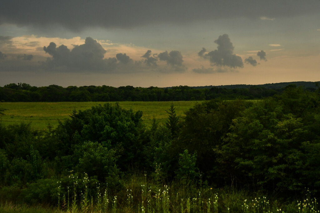 A Bit of Mullein by kareenking