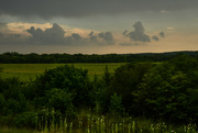 27th Jul 2024 - A Bit of Mullein