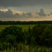 A Bit of Mullein by kareenking